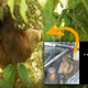 Illustration for article titled Sloth Safely Returned To Trees After Accidentally Taking A 40-Mile Truck Trip